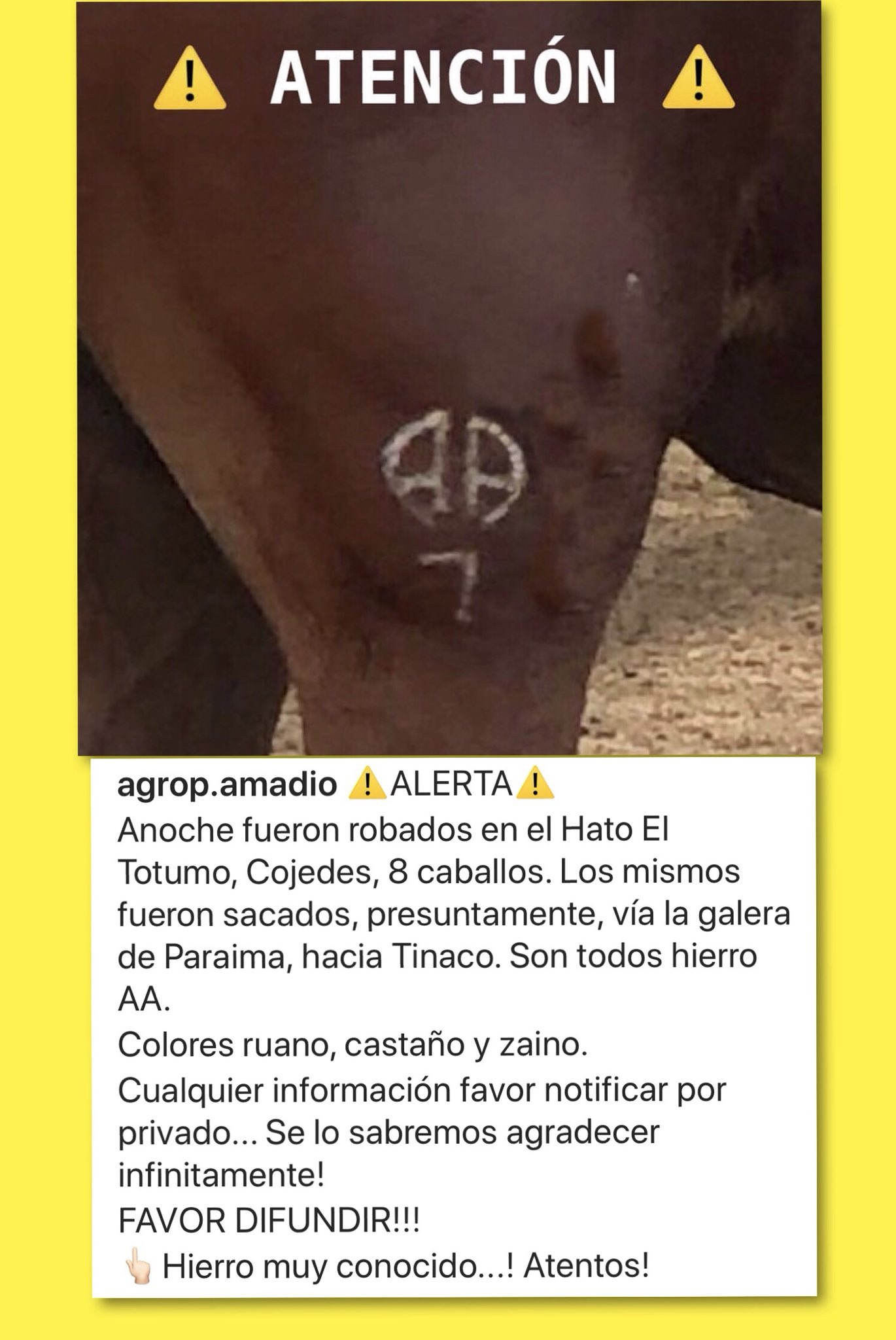 pasillo oficina postal rotación ʙᴇᴛᴛʏ ᴀᴍᴀᴅɪᴏ on Twitter: "⚠️ALERTA⚠️ Anoche fueron robados en el Hato El Totumo, Cojedes, 8 caballos. Fueron sacados, presuntamente, hacia Tinaco. Hierro AA. Colores ruano, castaño y zaino. Cualquier información notificar por pasillo oficina postal rotación ʙᴇᴛᴛʏ ᴀᴍᴀᴅɪᴏ on Twitter: "⚠️ALERTA⚠️ Anoche fueron robados en el Hato El Totumo, Cojedes, 8 caballos. Fueron sacados, presuntamente, hacia Tinaco. Hierro AA. Colores ruano, castaño y zaino. Cualquier información notificar por