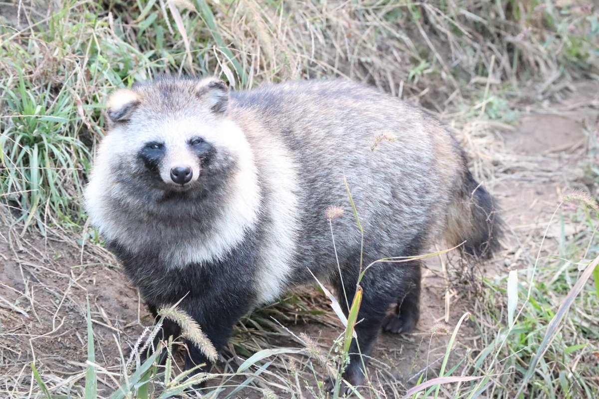 もこもこタヌキ 2018年秋、動画化記念 #東武動物公園 #ホンドタヌキ もこもこタヌキ 2018年秋、動画化記念 #東武動物公園 #ホンドタヌキ