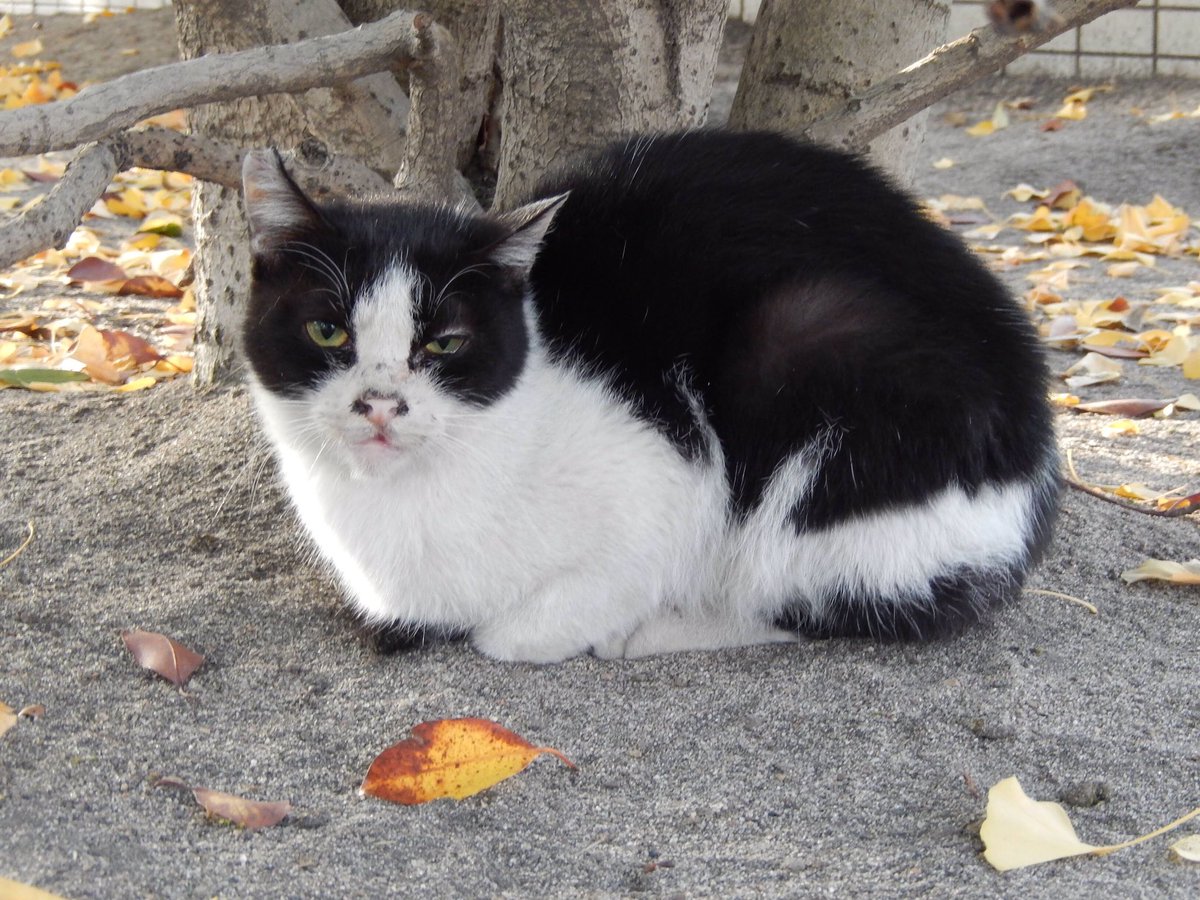 ぶさかわ猫