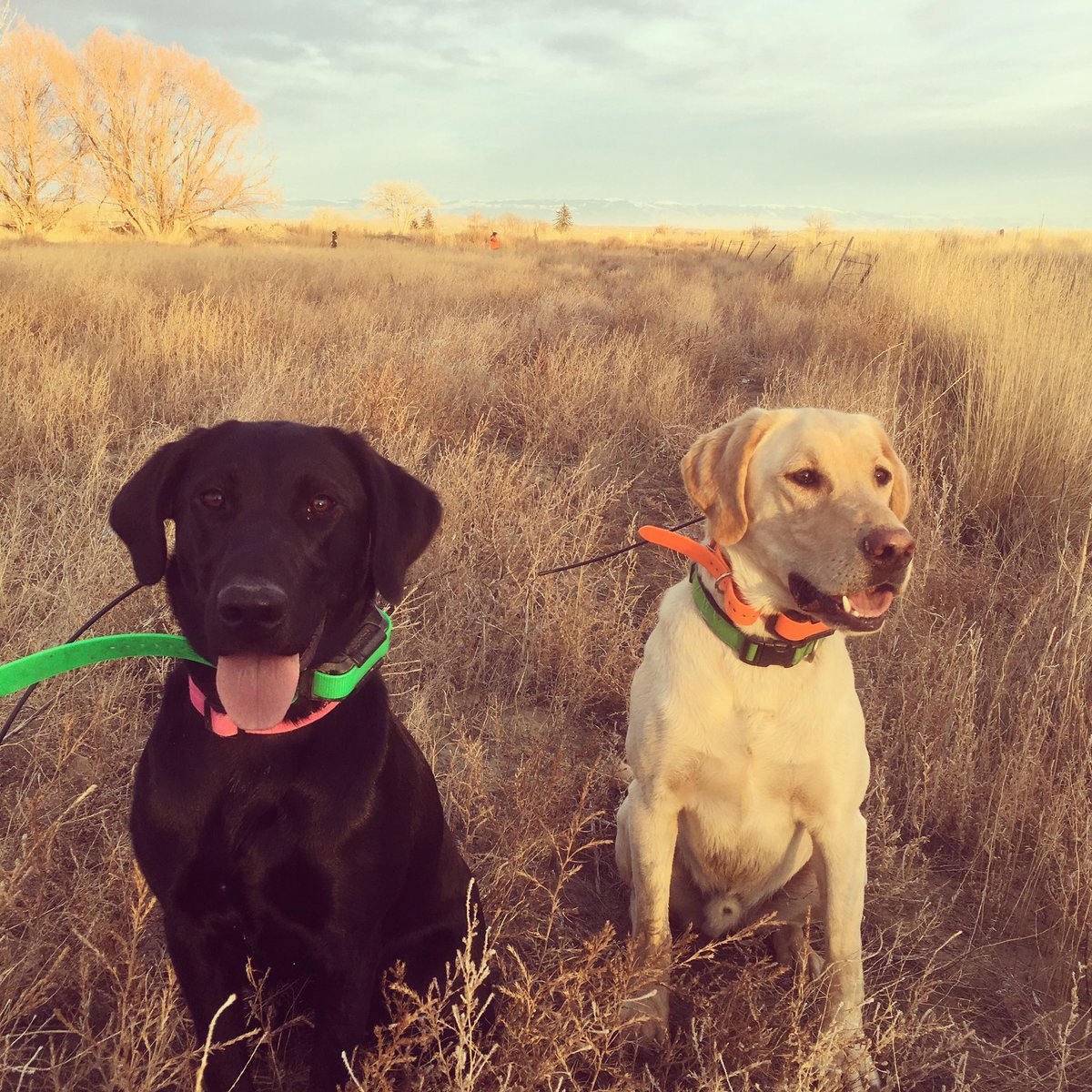 apgundogs's tweet photo. Love this picture! Ruger x Sparrow, Tac and Rudy x Nahla, Cali upland hunting Wyoming style! Thank you @boscowyo for the image! #labradorretriever #labsofinstagram #labrador #retriever #gundog #uplandhunting #uplanddog #waterdog https://t.co/3ETjHFldhR