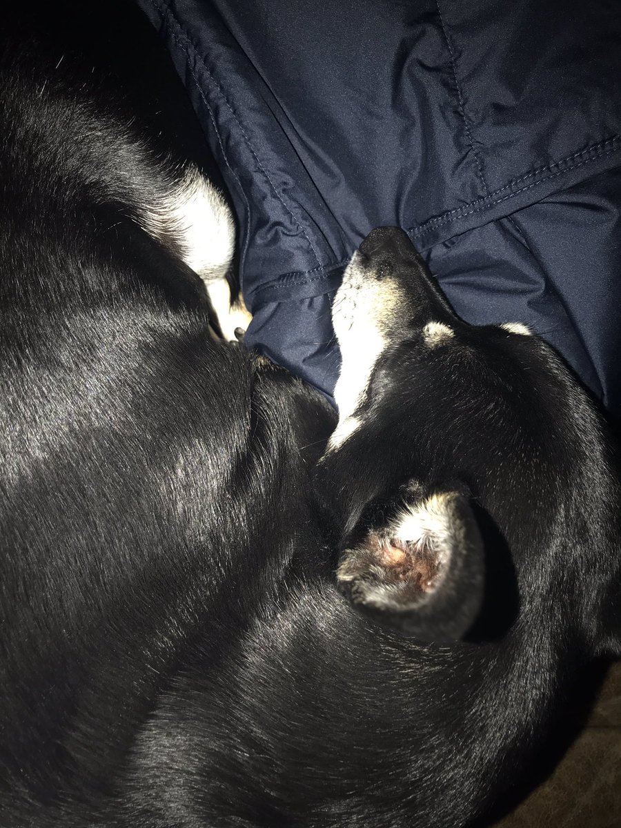 hbombcomedy's tweet photo. @thenorthface your vests double as amazing dog beds! You guys should add that to the features! 😂 https://t.co/RfT7mxyPel