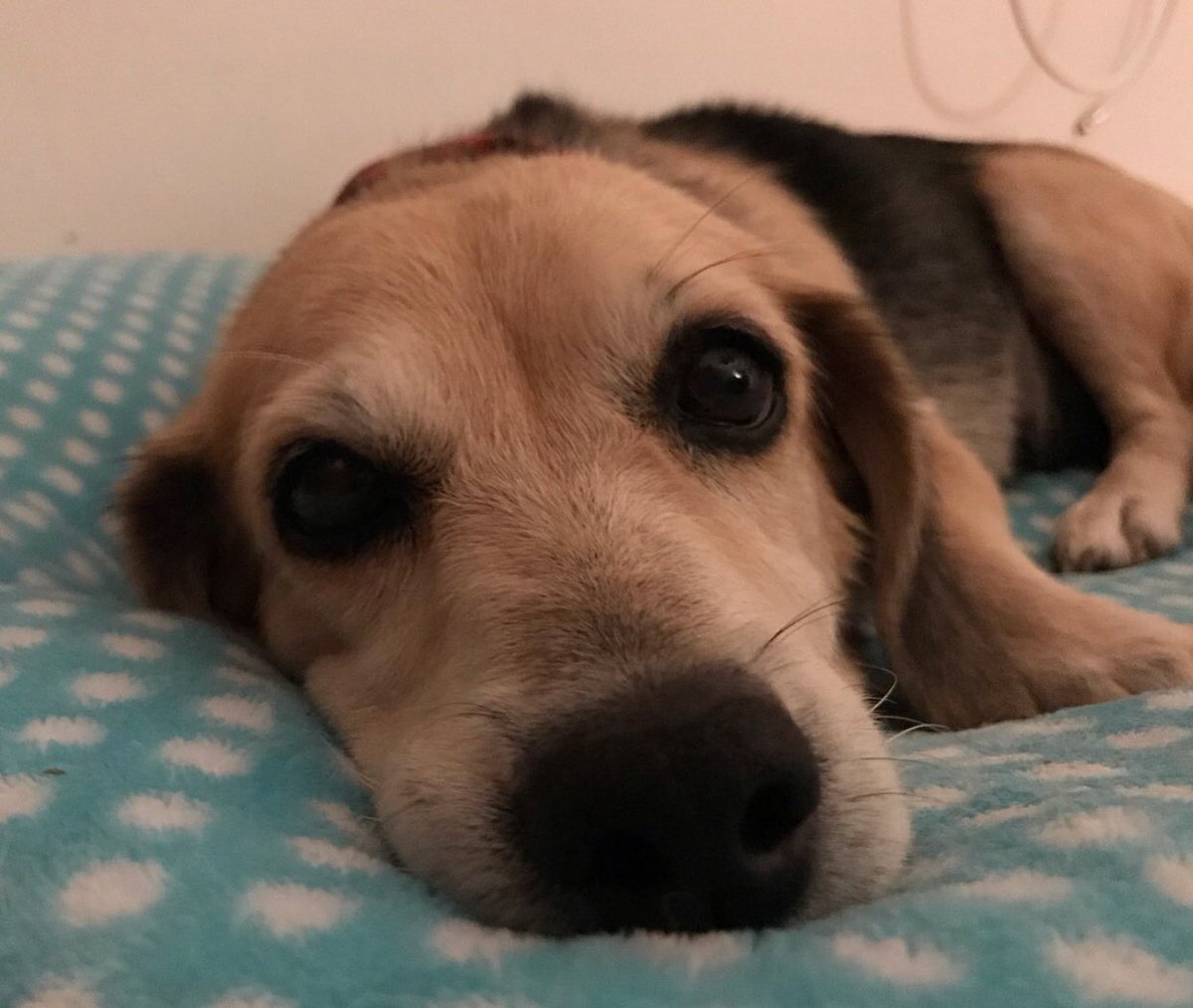 soulsofsatos's tweet photo. Our girl Lady is having so much fun just chilling on doggy beds while she waits for her flight on Monday. She’s ready for her forever home! 💕
#soulsofsatos #anotherONEsaved https://t.co/yo1G08DvdK