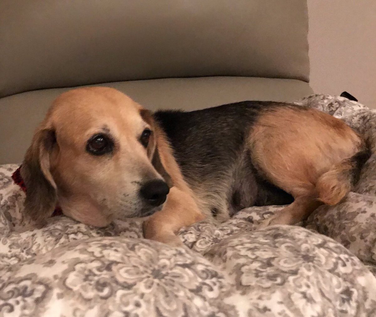 soulsofsatos's tweet photo. Our girl Lady is having so much fun just chilling on doggy beds while she waits for her flight on Monday. She’s ready for her forever home! 💕
#soulsofsatos #anotherONEsaved https://t.co/yo1G08DvdK