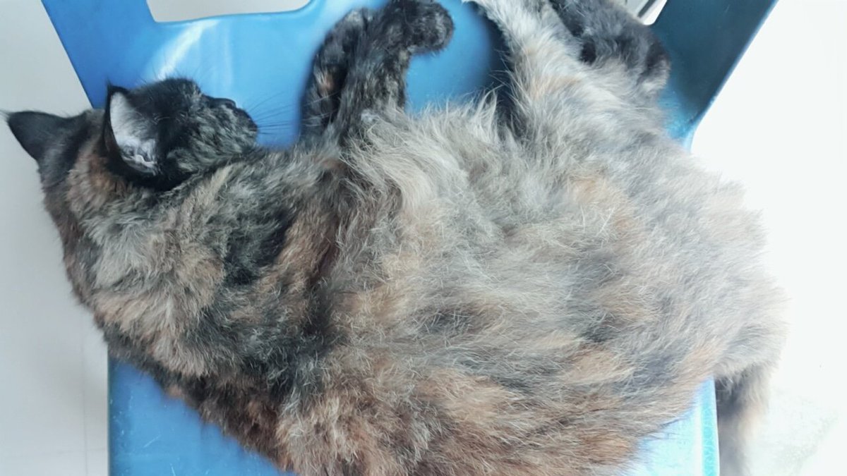 Meow meow
วันจันทร์นี่อยากนอน 5555