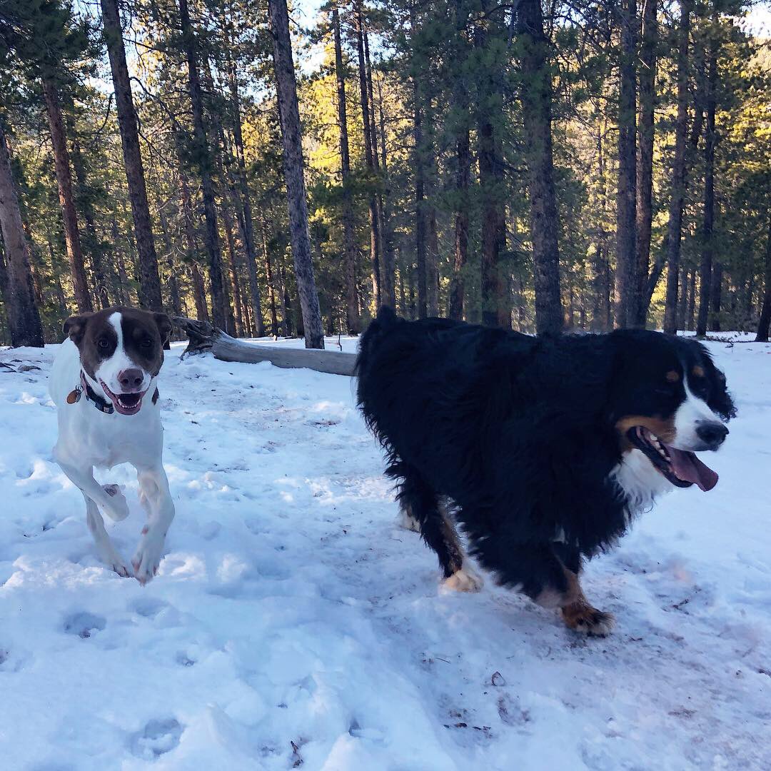 AdventureOlli's tweet photo. Wilderness girls!  Gotta get out and be free 🐶🐾❄️🌲 https://t.co/L1s3wOHR38