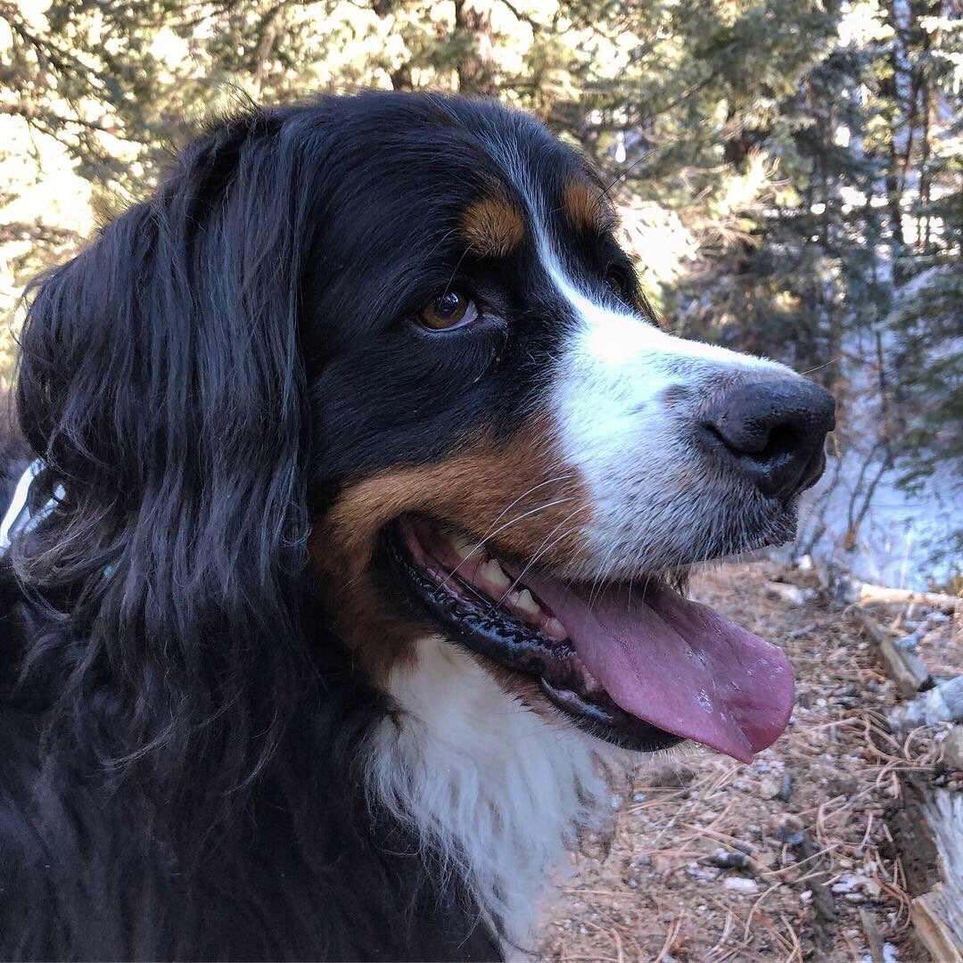 AdventureOlli's tweet photo. Wilderness girls!  Gotta get out and be free 🐶🐾❄️🌲 https://t.co/L1s3wOHR38