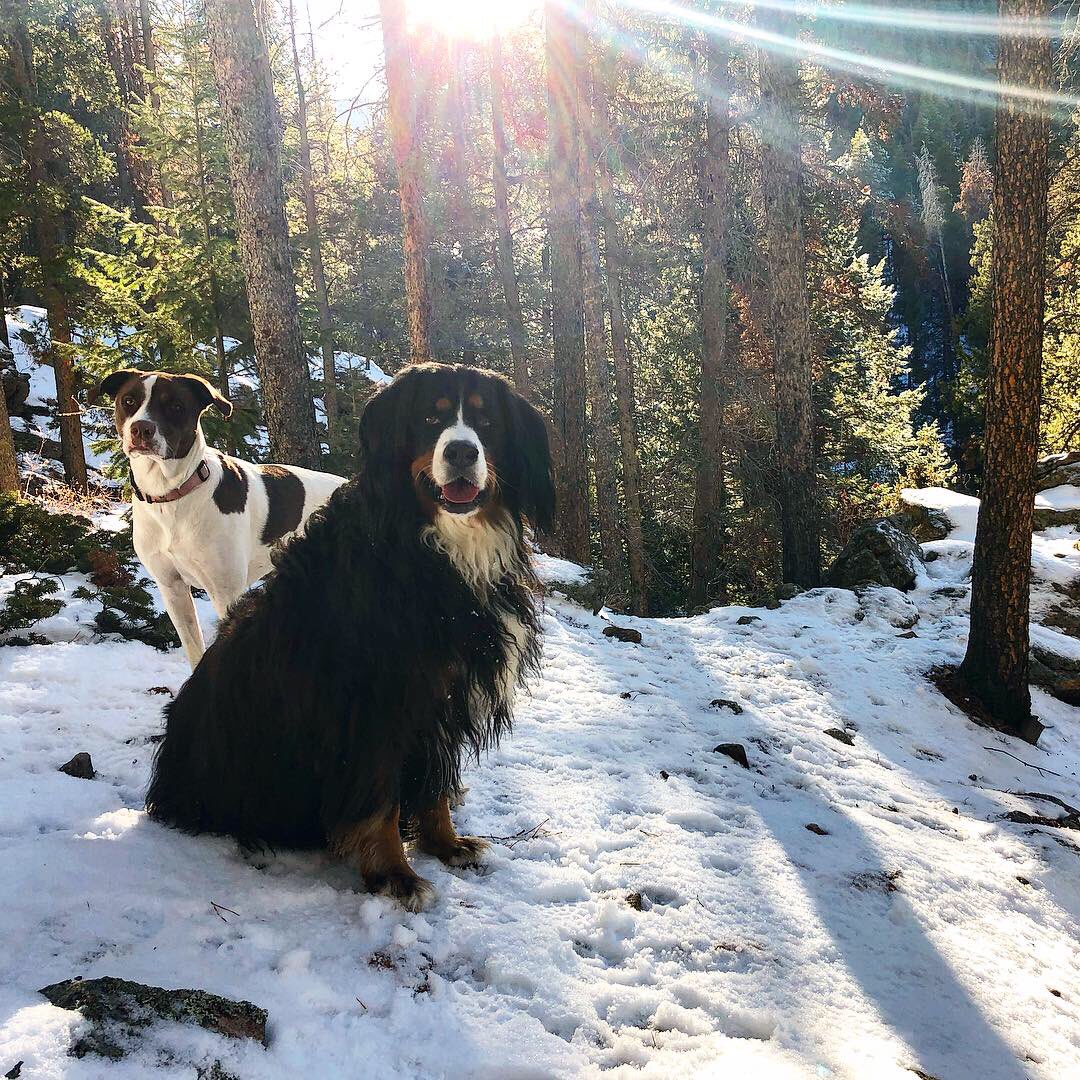 AdventureOlli's tweet photo. Wilderness girls!  Gotta get out and be free 🐶🐾❄️🌲 https://t.co/L1s3wOHR38