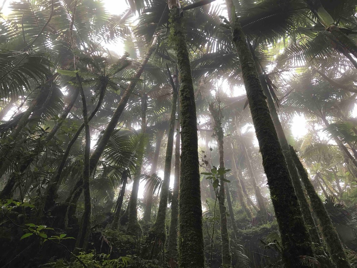 wwfoundations's tweet photo. In the wake of Maria - El Yunque, Puerto Rico’s coveted rainforest, experienced mass destruction. 
Ecologists reported that ONE in every TEN trees were destroyed. While the damage cannot be reversed the land has chosen to regenerate. Let us learn from the land and choose life. https://t.co/9De6BJEHov