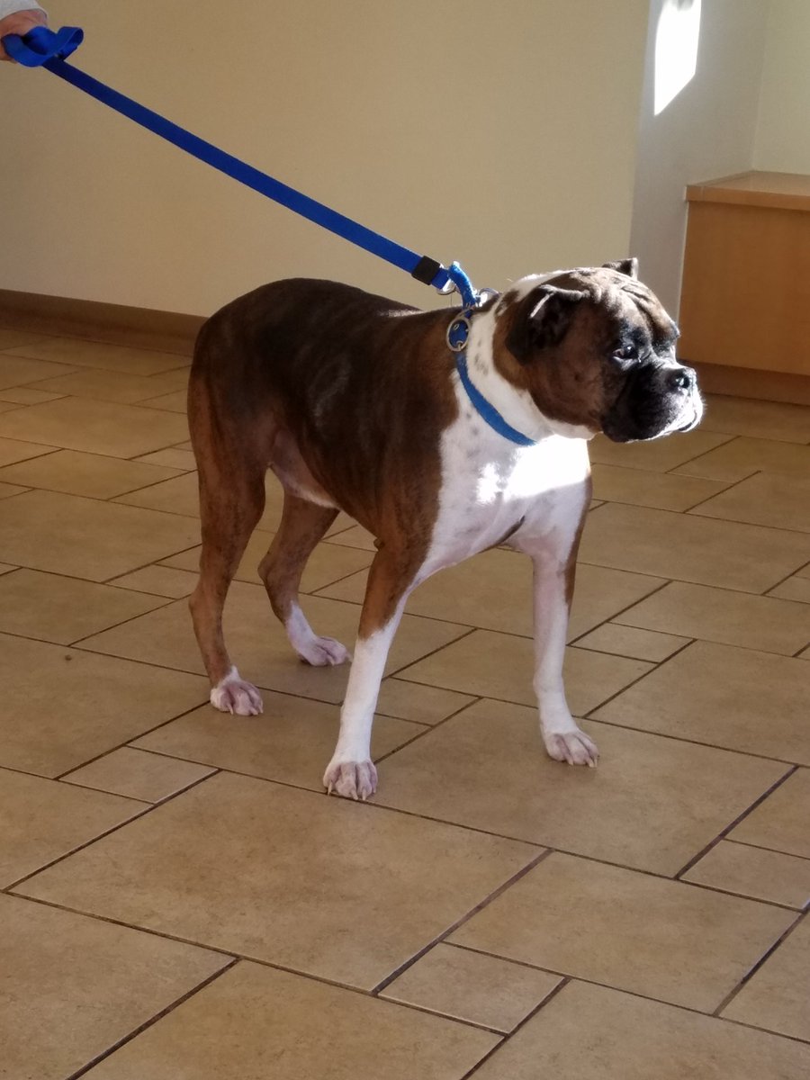 My heart is heavy tonight you see my Rocky has gone over TRB tonight. He passed on the way to the clinic. He will be so missed...