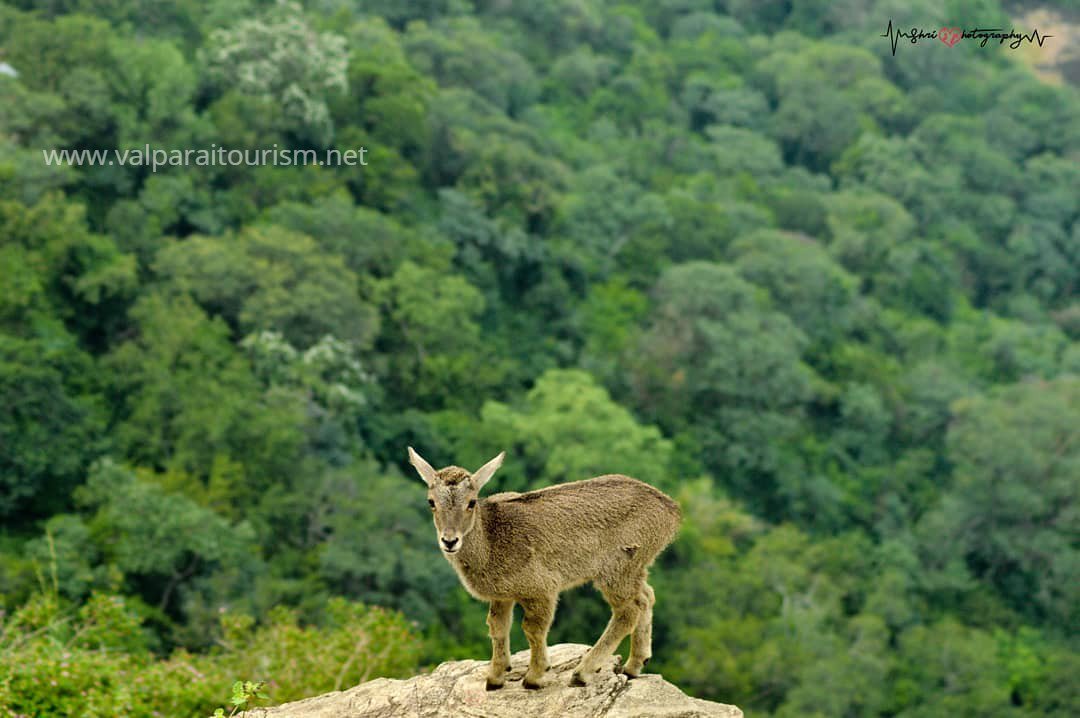 TourismValparai's tweet photo. Captured by @shrinath_77 said "Children's day post . - A tahr kid . - Habitat shot of a Nilgiri tahr kid"

#Share | #Retweet | #Repost. Let your friends know about Valparai.
#TourismValparai #WesternGhats #tamilnadu #incredibleindia #tamilnadutourism #tourismtn https://t.co/NrywT2ojAP