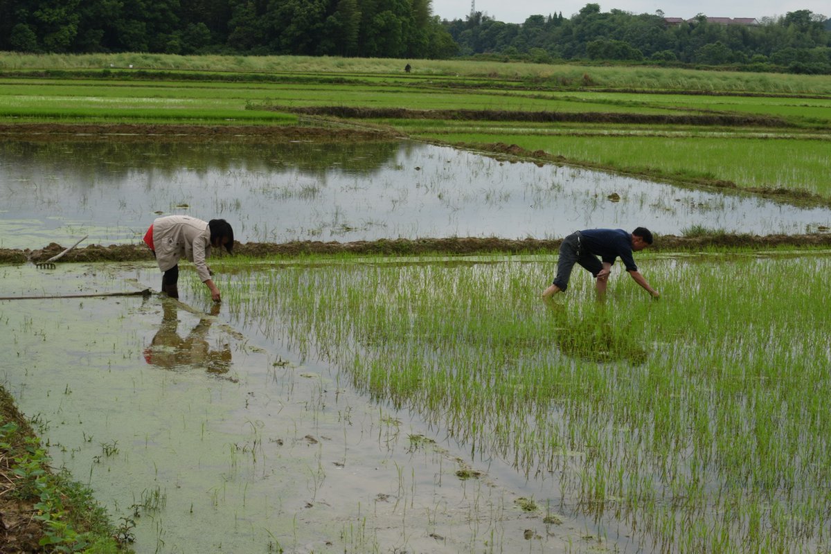 ADB_HQ's tweet image. Combining value-chain investment projects with access to #ecommerce will accelerate transformation, integration of agriculture in China bit.ly/2Dv88DZ #InternetPlus
