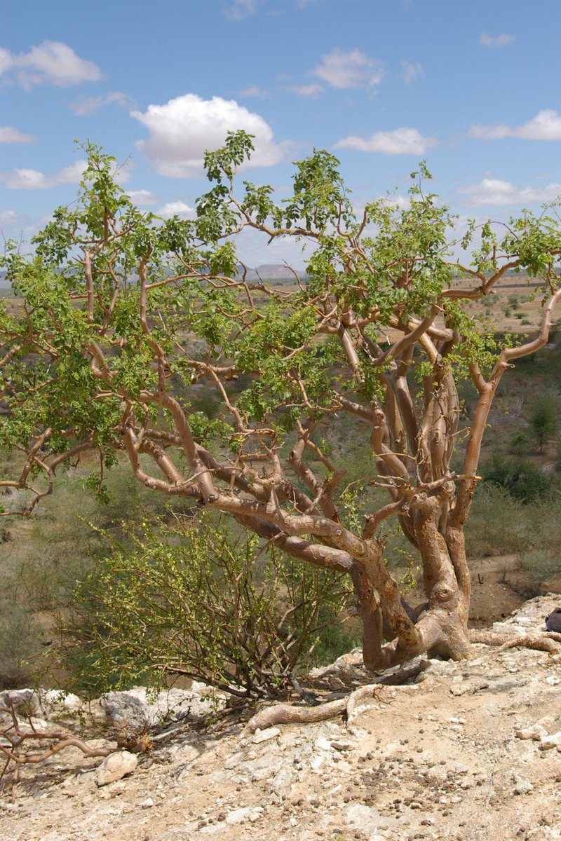 GTA_GTSG's tweet photo. In last weeks @IUCNRedList update over 1,000 assessments for tree species were added bringing the total number of trees assessed for the Red List in 2018 to almost 2,000. Find out more in our latest Success Story https://t.co/Xmdn6iIf4s https://t.co/83f14rly95