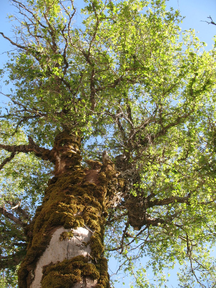GTA_GTSG's tweet photo. In last weeks @IUCNRedList update over 1,000 assessments for tree species were added bringing the total number of trees assessed for the Red List in 2018 to almost 2,000. Find out more in our latest Success Story https://t.co/Xmdn6iIf4s https://t.co/83f14rly95