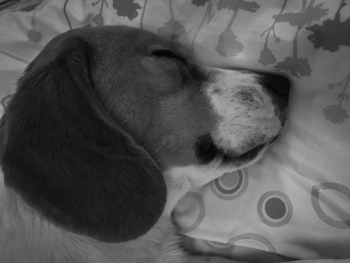 Dobbyelbeagle's tweet photo. Ya va siendo hora de despertarse no? 🐶😪

#dobby #dobbyelbeagle #beagle #beaglesofinstagram #beaglegram #petagram #perrosdeinstagram #dogsofinstagram #dog #perro #beaglelover #doglover #relax #sleeping #blackandwhite #blancoynegro https://t.co/5Uos96fbDA