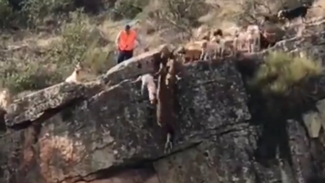 El sector cinegético responde a las críticas por el vídeo de la rehala en Herreruela #rehala
laperdizroja.com/caza-mayor/la-…