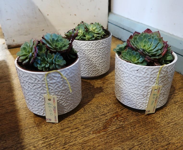 Good things come in threes, and these pretty succulents are a prime example. On sale now in our on-site shop <a href="/HenshawsArts/">Henshaws Arts&Crafts</a>
