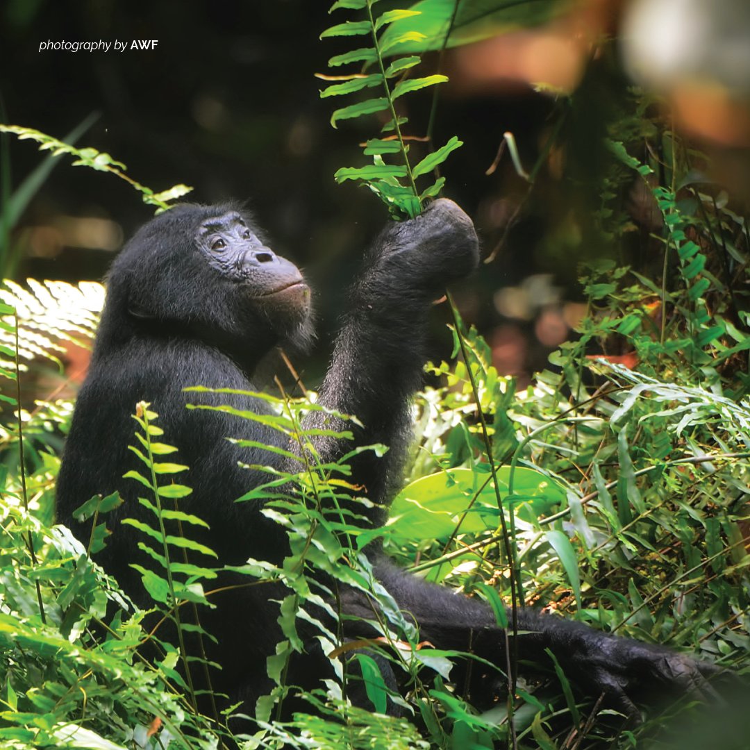 AWF_Official's tweet photo. Bonobos can survive in close proximity to human communities that are willing to co-habitate with them. The political instability in the DRC has had a major impact on the species decline. https://t.co/8cL9DfDUAo https://t.co/qnGaHdGAr0