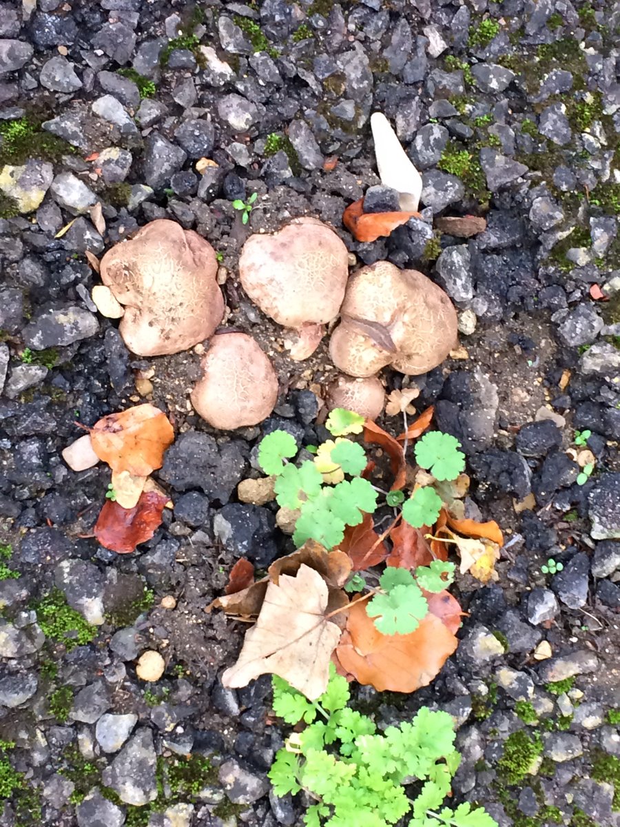 OxfordGargoyle's tweet photo. I saw this resilient little band of "nudgers and shovers" on my #cycle to work &amp; I thought they were the perfect #illustration to #SylviaPlath's #poem "Mushrooms". #fungi #nature #mothernature #oxford #plants #mushrooms #survivors https://t.co/5sdHjsNQOU