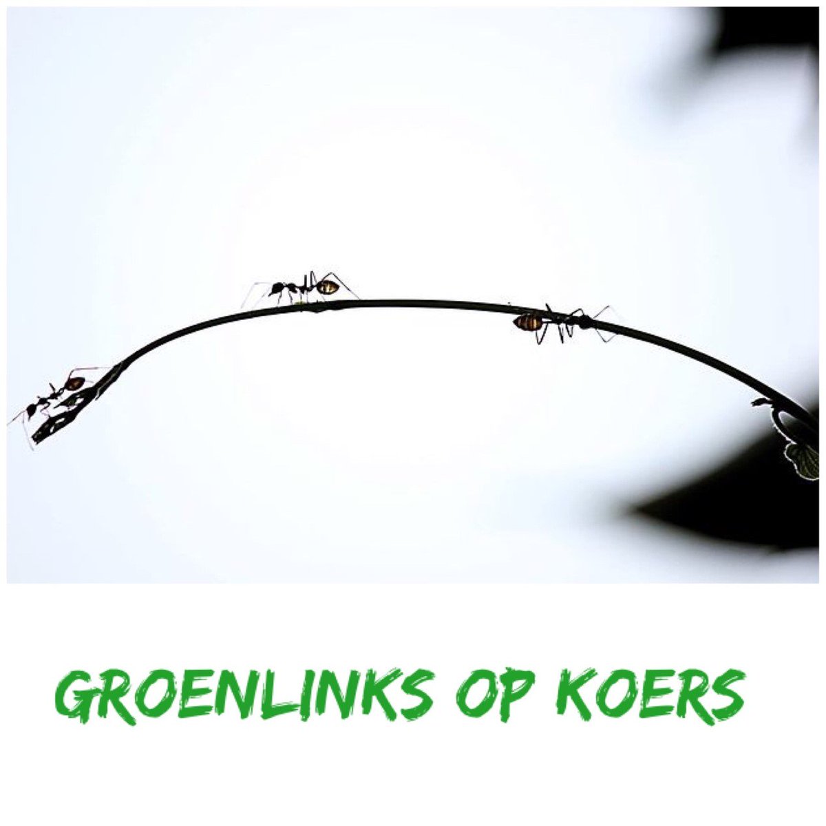 In de afgelopen maanden hebben leden, betrokken burgers en vertegenwoordigers van maatschappelijke organisaties, gehoor gegeven aan onze oproep om input te leveren voor ons koersdocument. Zie hier het resultaat: groenlinksapeldoorn.nl/opkoers/