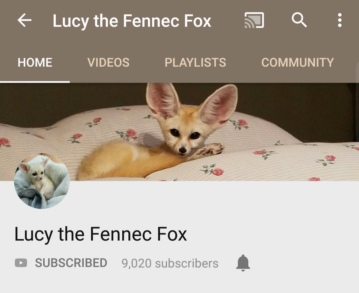 SvenFennec's tweet photo. You all should check out this Cute Fennecs Channel!!! #Fox #Screeeee #Screm #FennecFox #furry #LuckyTheFennecFox
https://t.co/5bIGdY4c7o https://t.co/LdzNZxfyAp
