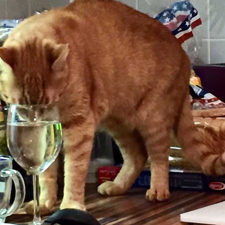 CrazyPinkLady's tweet photo. When #mum gets #wine ready for her cleaning session and manages to snap me when I have a sip... #marvin .
.
.
#marvinandphoebe #gingercat #tabby #tabbycat #catlife #garfield #catskills #redtabby #orangecatmafia #gingercatsarethebest #orangecatsonly #gingercatsunite #orangecatcrew https://t.co/B35YcLgYbu