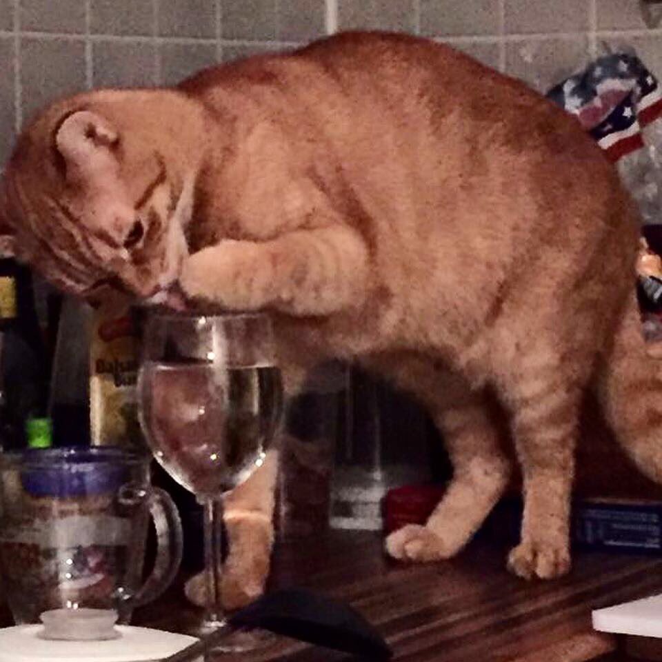 CrazyPinkLady's tweet photo. When #mum gets #wine ready for her cleaning session and manages to snap me when I have a sip... #marvin .
.
.
#marvinandphoebe #gingercat #tabby #tabbycat #catlife #garfield #catskills #redtabby #orangecatmafia #gingercatsarethebest #orangecatsonly #gingercatsunite #orangecatcrew https://t.co/B35YcLgYbu