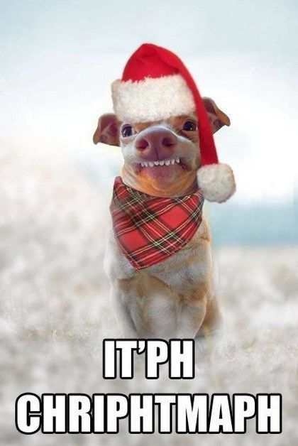 Memespic1 tweet picture
