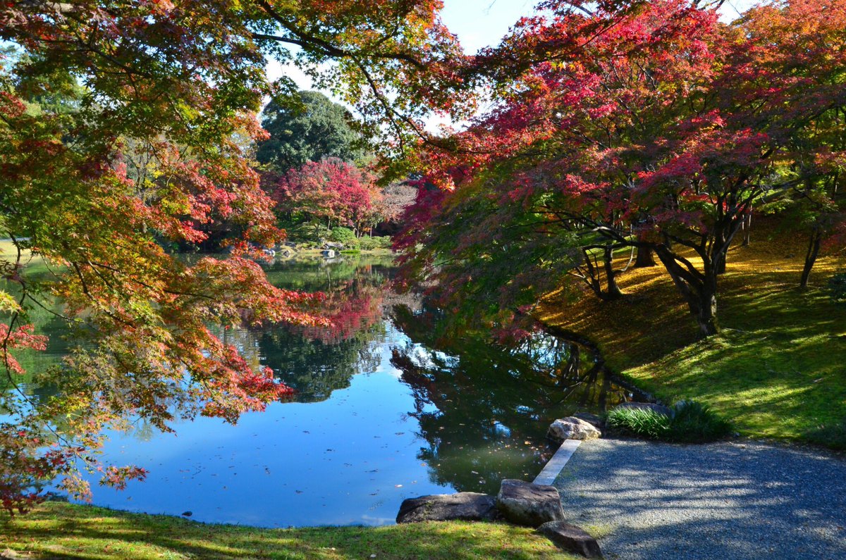 VisitKyotoNara's tweet photo. Sento Imperial Palace in Autumn
#Kyoto
November 17, 2018
Photo by Mr. Kiyohisa Mitamura
#SentoImperialPalace
#KiyohisaMitamura
#MitamuraKiyohisa
#京都
#仙洞御所
#三田村精久 https://t.co/zlWbB7q8Er
