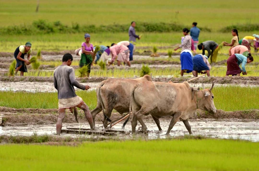 SadinWeekly's tweet photo. চৰকাৰী উদাসীনতাৰ বাবে কৃষক সকল ক্ষতিগ্ৰস্ত হোৱা দেখা গৈছে
এই সপ্তাহৰ সাদিনত পঢ়ক

কৃষিখণ্ডৰ উন্নতি অসমৰ কৃষিখণ্ডৰ উন্নতি সম্ভৱ নহয়

#sadin #sadinweely #assamesearticle #farmers #paddyfields #conditions #economy #economicconditions #government https://t.co/qzgTV9IP4u