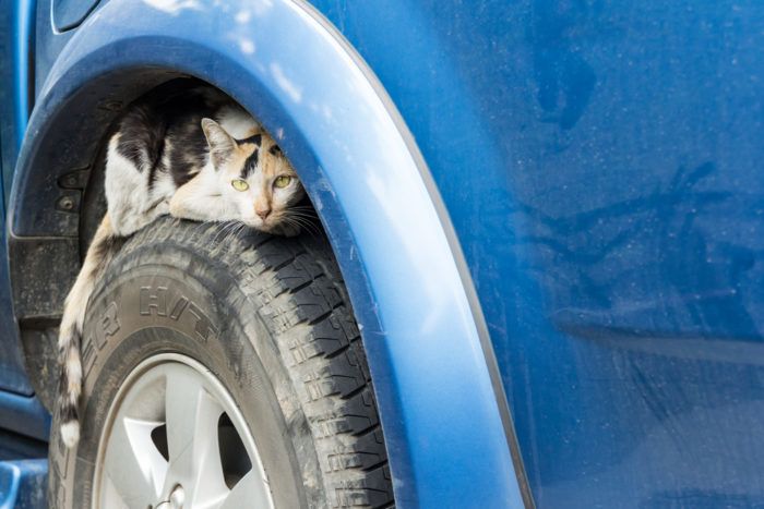 PartidoPACMA's tweet photo. ¡Buenos días! ❄️ Con este frío muchos 🐈 gatos que viven en la calle se refugian en el motor de los 🚘 coches. Un golpe en el capó puede salvar su vida. #FelizLunes https://t.co/6EpOhQ3rUM