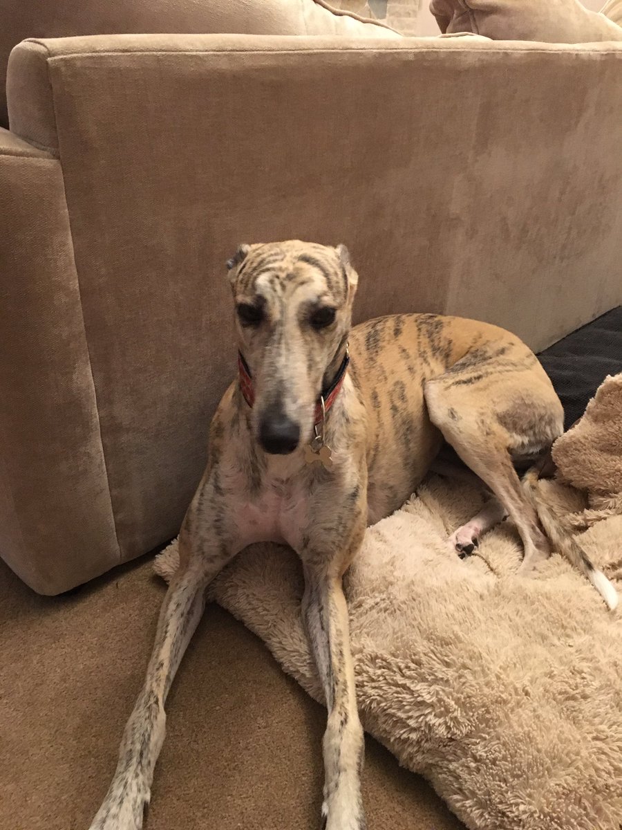 GreyhoundRayna's tweet photo. Just had yummy breakfast so now looking to chill all day on my super comfy doggo bed! #Chilled https://t.co/VSNt2Rxmkw