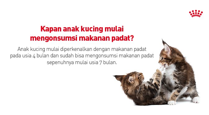 Royal Canin Id On Twitter Saat Anak Kucing Mulai Disapih Pada