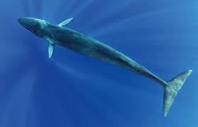 Conservationco5's tweet photo. Great news for Fin whales (one of the largest whales in our oceans!) Populations have almost doubled since the 1970's. Its numbers are now expected to be roughly 100,000 adults. 🐳 #conservation #Dynasties #Nature #2018EBE #whale #finwhale #ocean #wildlife #marine https://t.co/tHj6I7xp8A