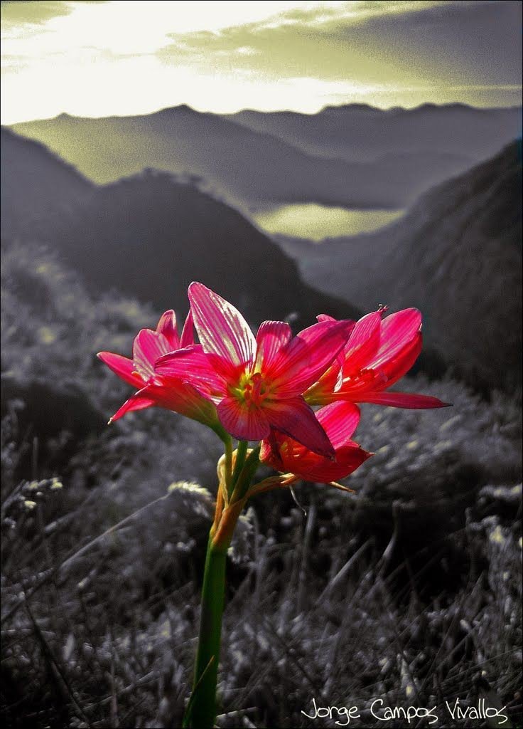 Good morning to all !!! 🌱💗🌱💗🌱