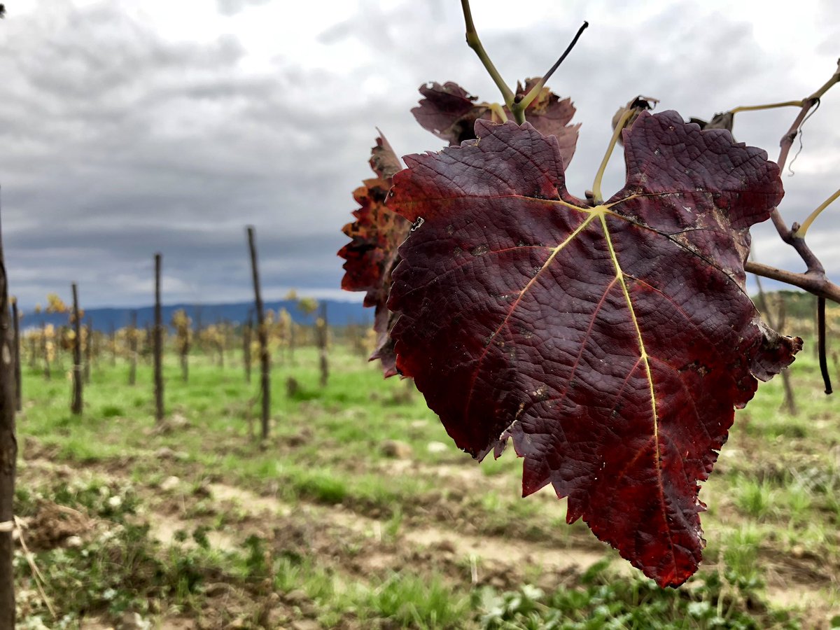 ladiferenta's tweet photo. La #tardor acompanya l’hivernació pausada dels ceps joves, i ells ens brinden amb colors i formes, des del cor, d’allò que algun dia ens donarà fruit per la copa 🍷
#mandó #vinyanova #autumn #winelover #vi #vicatalà @Castelladral_ @dopladebages
#wine #winelover #winetasting https://t.co/K2i101PsKi