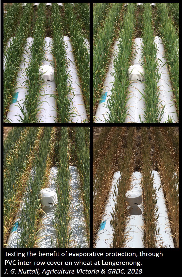 nuttall_grains's tweet photo. Benefit of mid-row evaporative protection on wheat - testing PVC and spray-on polymer. @VicGovAg @VicGovGrains @theGRDC https://t.co/924KYHrdCe
