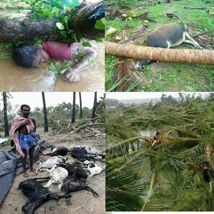 news_bugz's tweet image. #NoCurrent #NoNetwork #NoTransport for South Side of #Nagapattinam District &amp;amp; #Tanjore District. 
Almost All Hut, Sheet Houses Destroyed 1L+ #trees Fell Down
Still No Proper Help Received. 
#WeNeedToStandWithDelta
Requesting all Media Pages To Unite Together To #SaveDelta 🙏