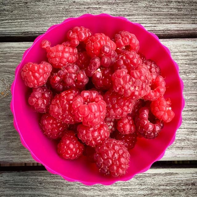 MyBoysClub's tweet image. This year our garden is one that just keeps on giving. It may be the middle of November but we are still getting fresh raspberries - with plenty still to pick - and we live in the north? What has surprised you this week?
#raspberries #allotment #kitcheng… ift.tt/2QT6tMp