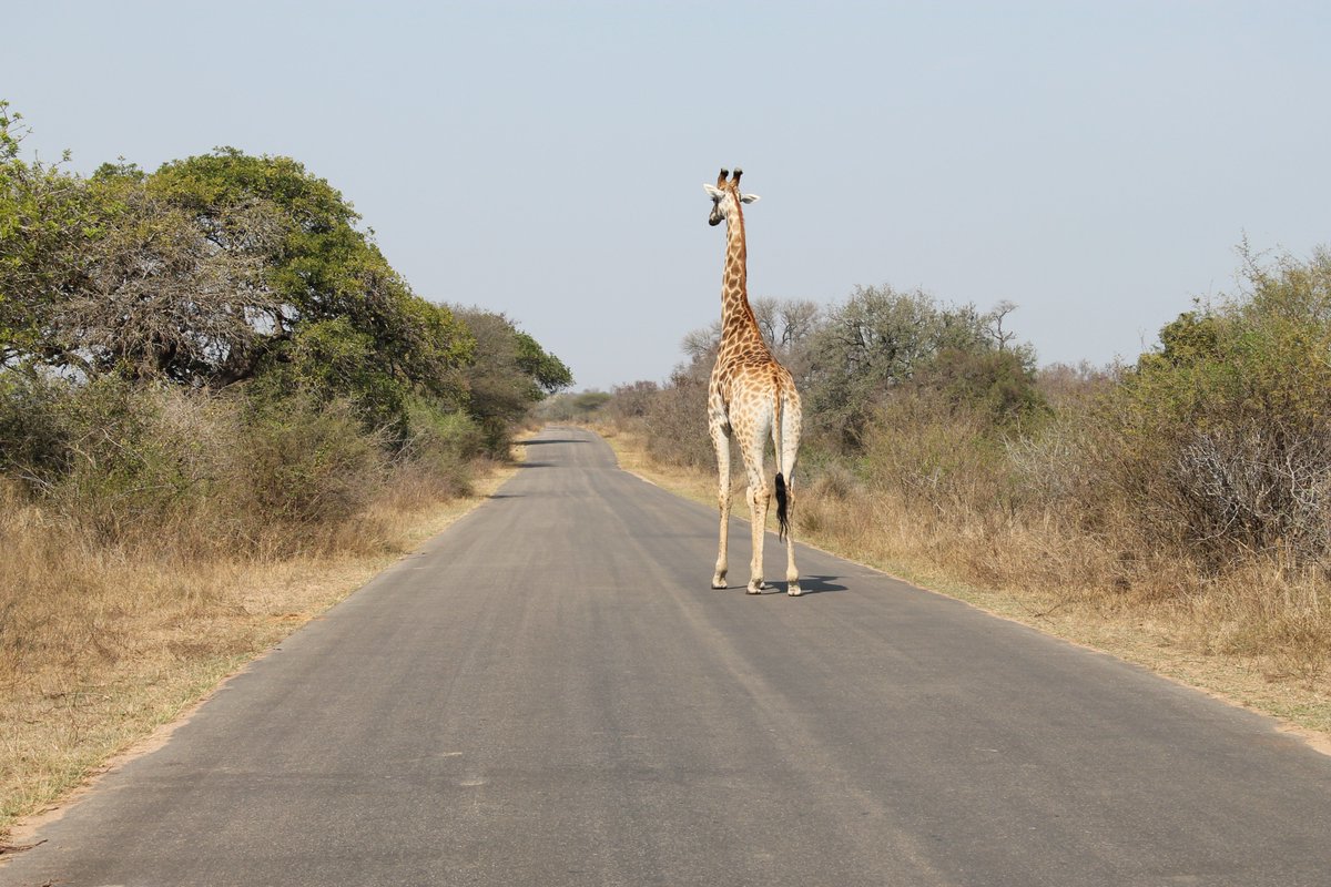 Frenchtouropera's tweet photo. A short trip to #KrugerPark is all you need for some for quality family time and to create new memories on this self-drive Kids #Elephant Adventure Package. Stay at family-friendly accommodation and enjoy #ElephantEncounters. @SANParksKNP @GoToSouthAfrica @TourismgAfrica #Travel https://t.co/ADN2EEgkga