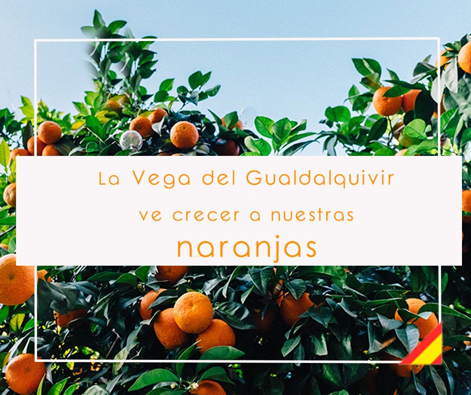 export_orange's tweet photo. En @export_orange cultivamos nuestras naranjas en la Vega del Guadalquivir, en plena campiña sevillana.
➡️Descubre más sobre nosotros en https://t.co/U4VjkIVqyG
#exportorange #naranjas #vegadelguadalquivir https://t.co/j2ZzvqQGjK