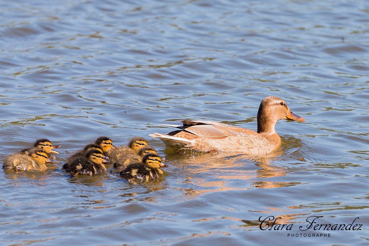 FernandezClara_'s tweet photo. #Maman #canne et ses #petits #cannetons ! 

#Photographie réalisée avec un #Canon #70D et un #Canon 70-200mm.

#canard #famille #famillenombreuse #animaux #duck #familly #animals https://t.co/uVihQEtA2J