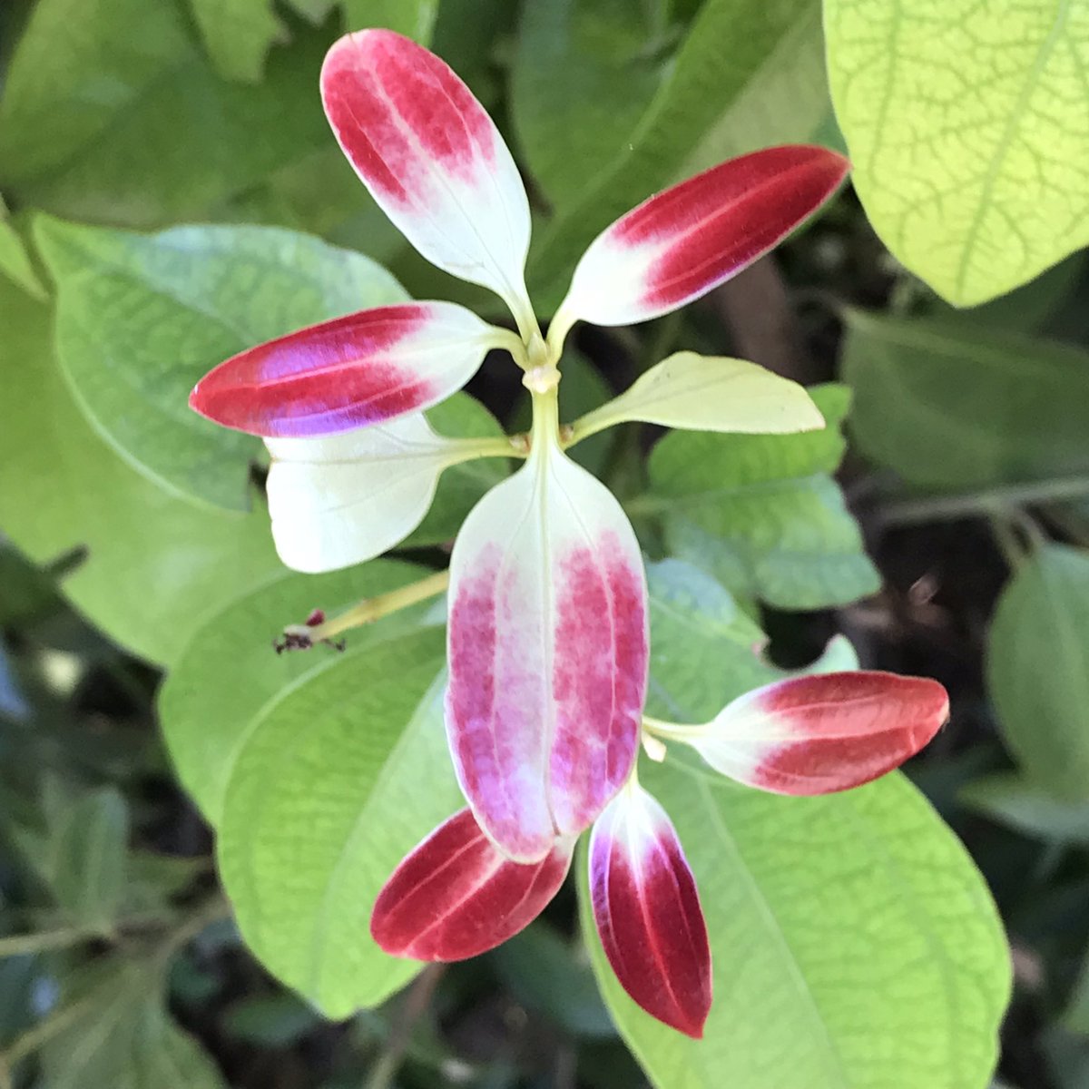Cinnamon Leaves It’s the Cinnamon bark that is used as a spice / condiment and flavouring material in food. From the wilderness of  #JimCorbett
