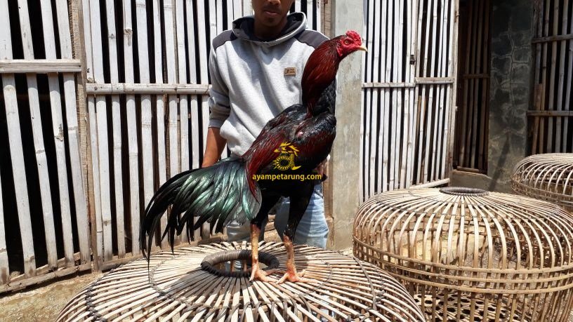 Ayam Bangkok Aduan At Ayambangkok Twitter