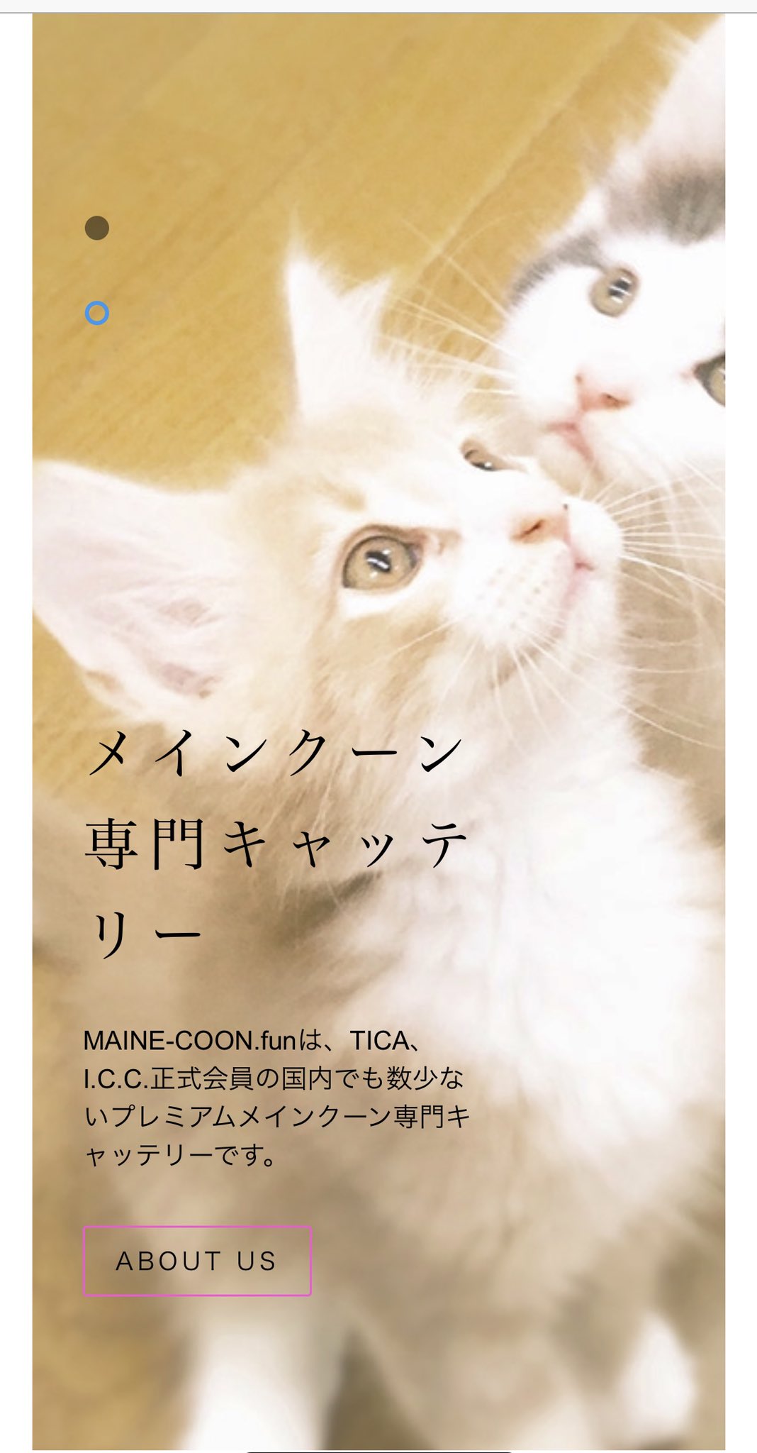 メインクーンドットファン Mainecoonfun Twitter