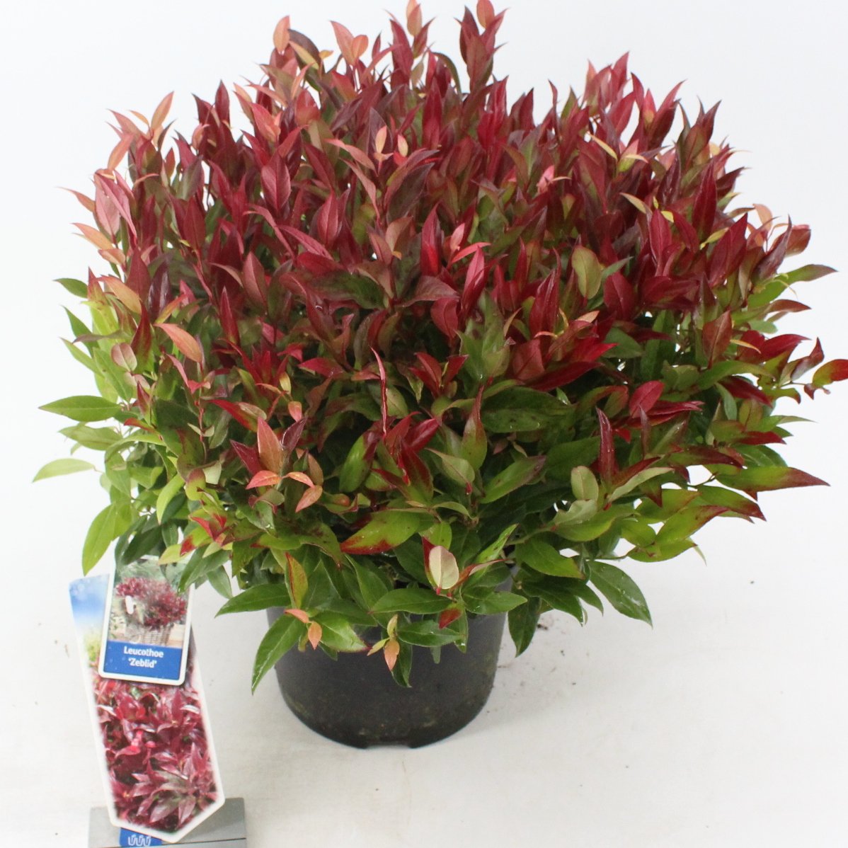AboutPlantsZund's tweet photo. De weektoppers #Skimmia jap. 'Pink Dwarf' P23 en de #Leucothoe 'Zeblid’ P23.Daarnaast veel meer #najaarsproducten en #kerstproducten beschikbaar!Informeer naar alle actuele producten https://t.co/rsAghYSLpr https://t.co/l7Jhn5jVyK