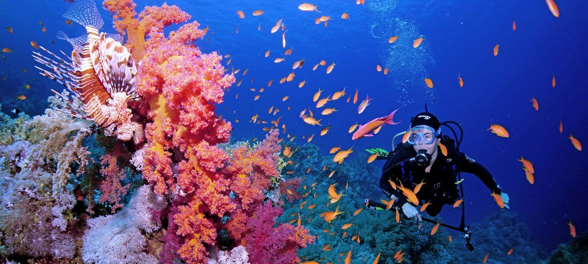 SmariAbder's tweet photo. #CoralReefs can’t wait for world to take action, urges @UN, as Biodiversity Conference gets underway

Coral reefs provide food &amp; livelihoods for millions of people around the world, support more than a quarter of all marine life, &amp; protect communities.

https://t.co/r9j9ghXd9p https://t.co/sGzaQrHBn2