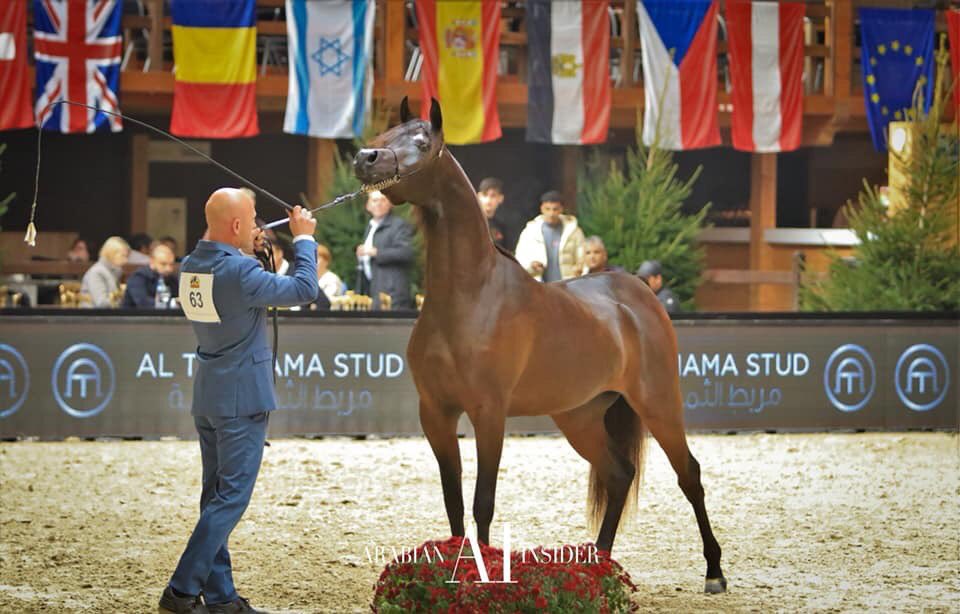 Al Shira'aa Stables tweet media