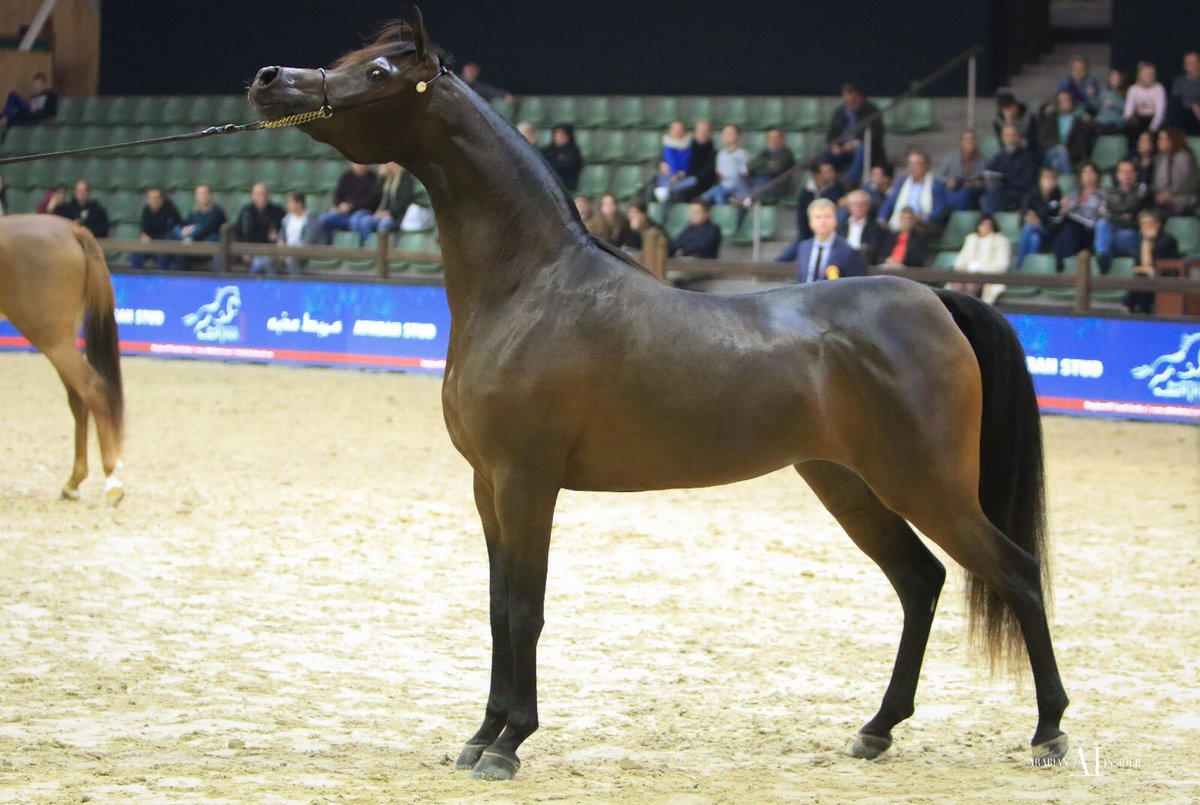 Al Shira'aa Stables tweet media