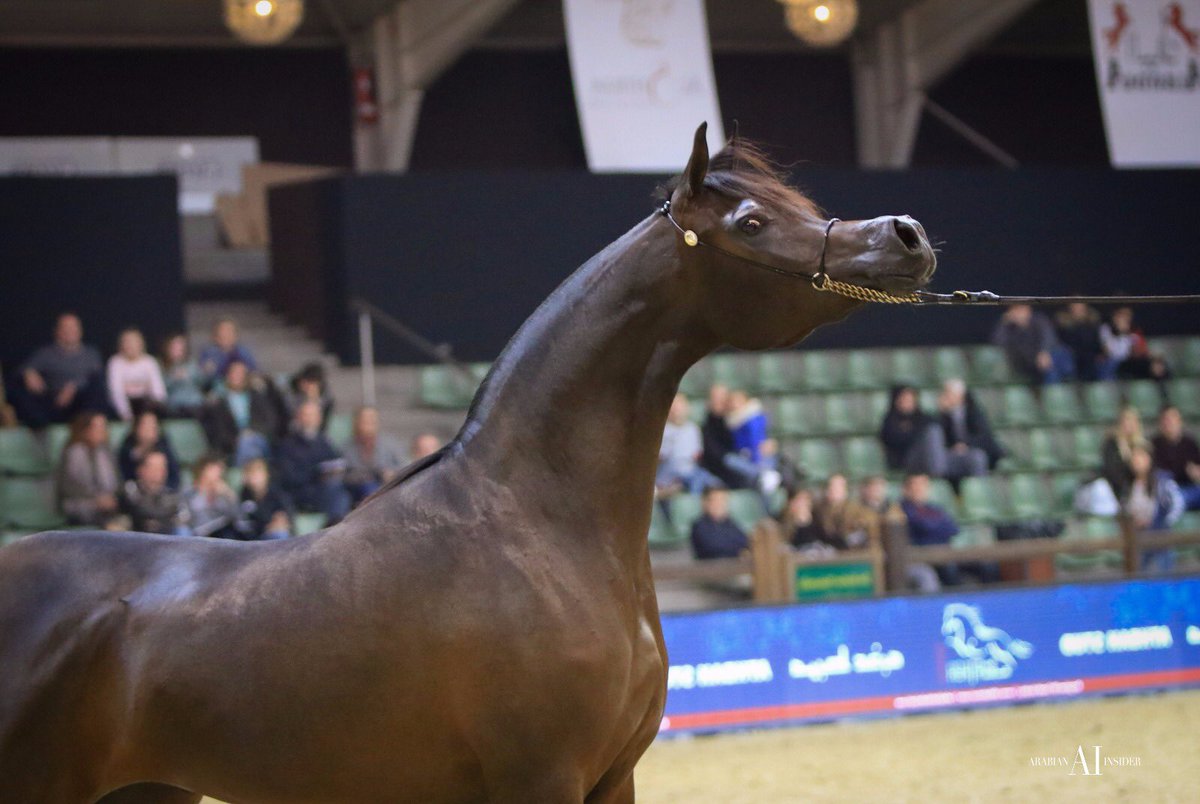 Al Shira'aa Stables tweet media