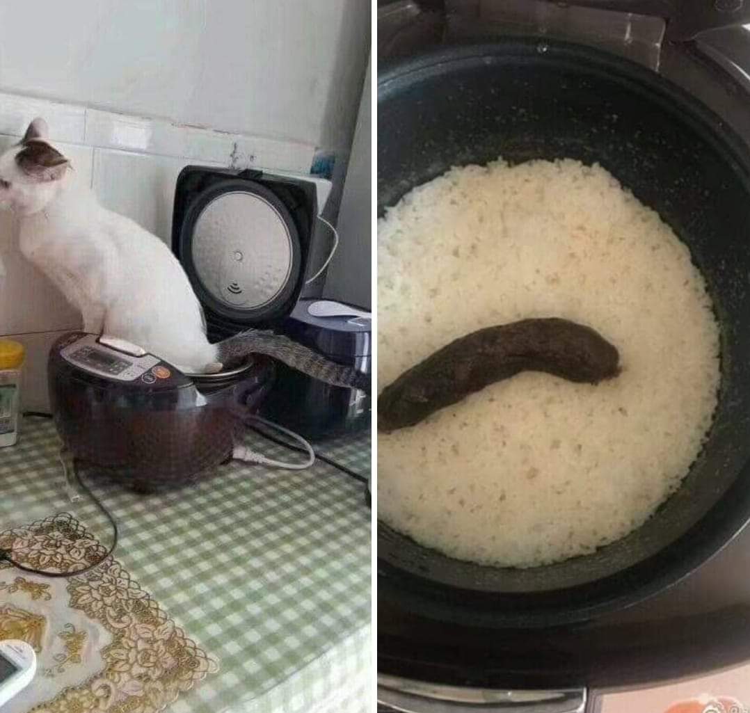 #MondayBlues #MondayMotivation
Who the F**K see's their cat shitting in their food and thinks "I'll take a photo"!? 

RT to shock people out of the Monday blues and to gain 7 years cat shit avoidence luck 🙏